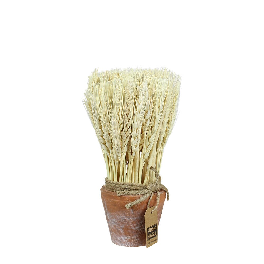 Harvest in Pot Wheat Small