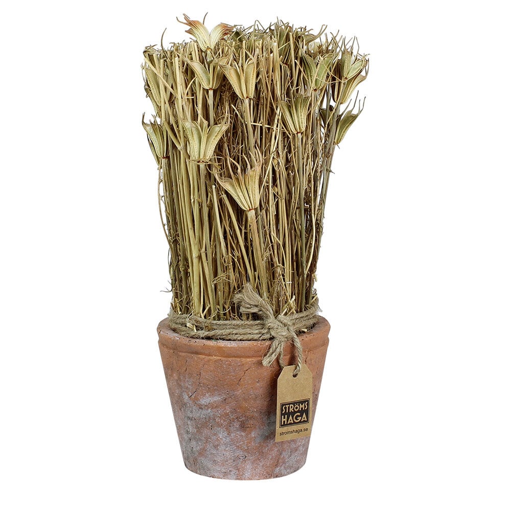 Harvest in Pot Black Caraway Medium