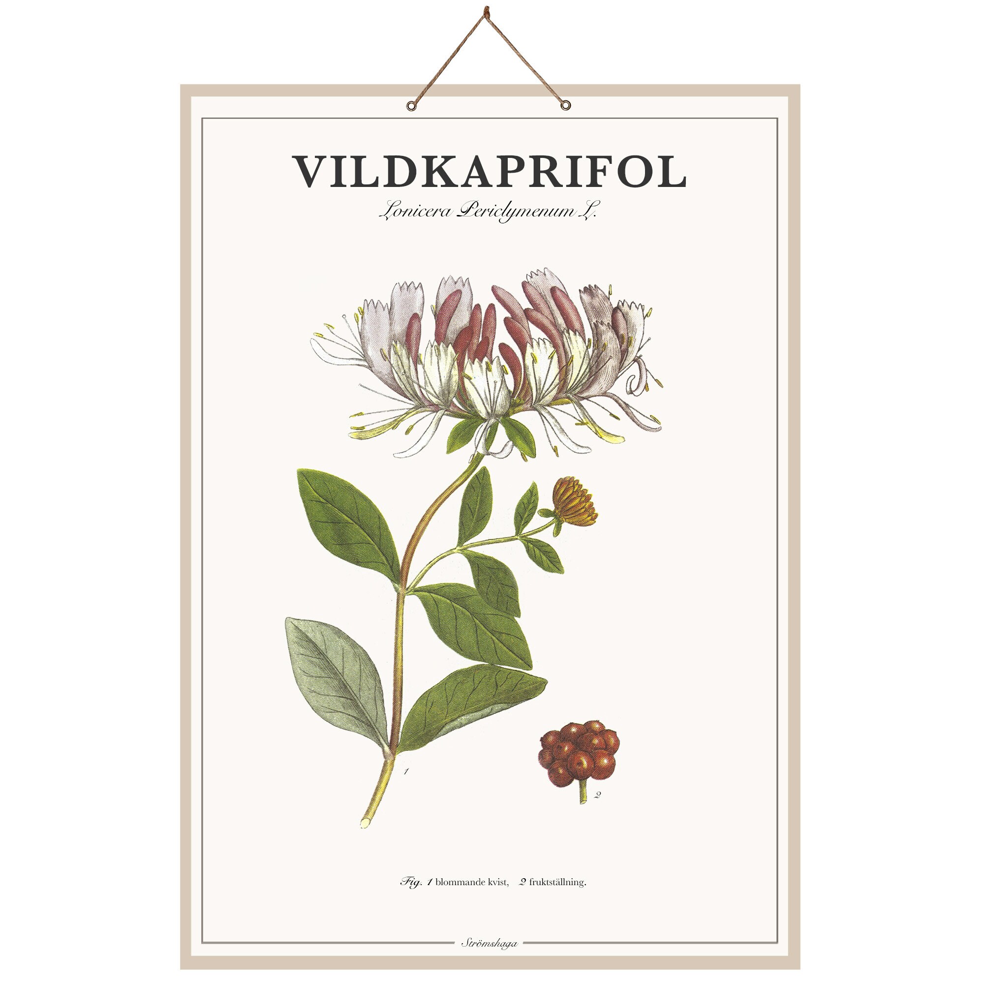 Skolplansch Vildkaprifol