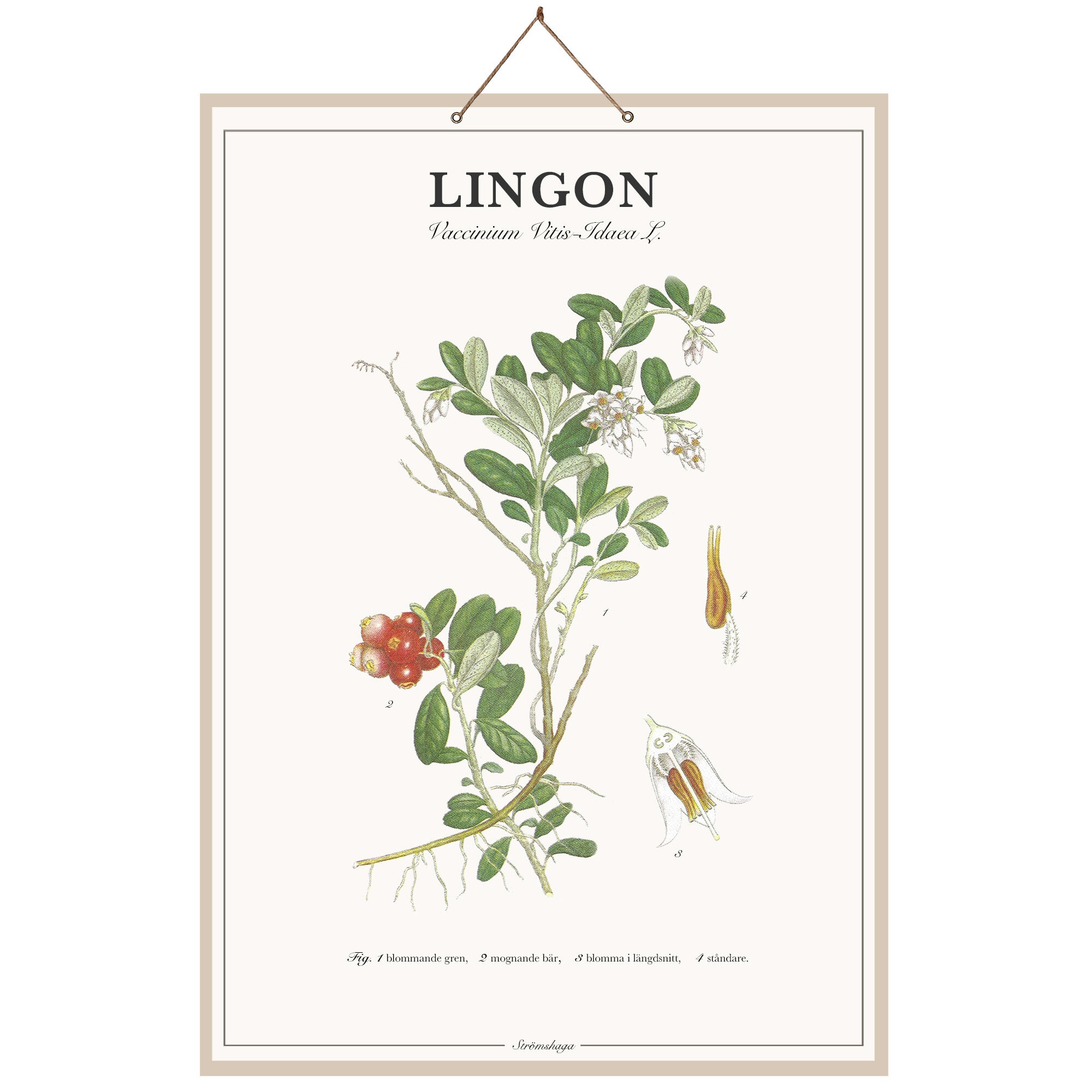 Poster Lingonberry