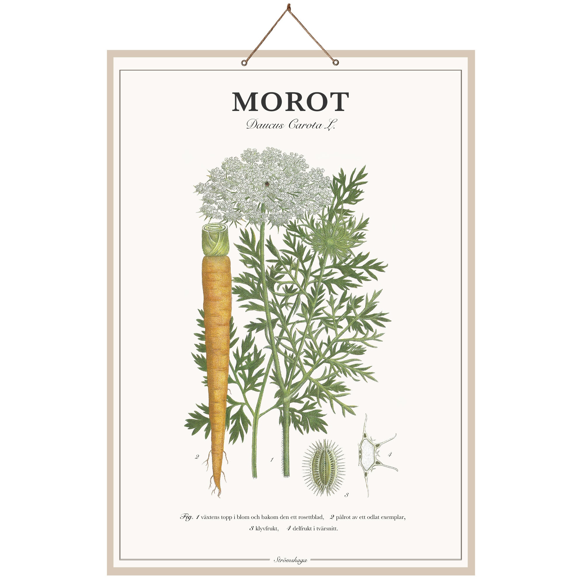 Poster Carrot