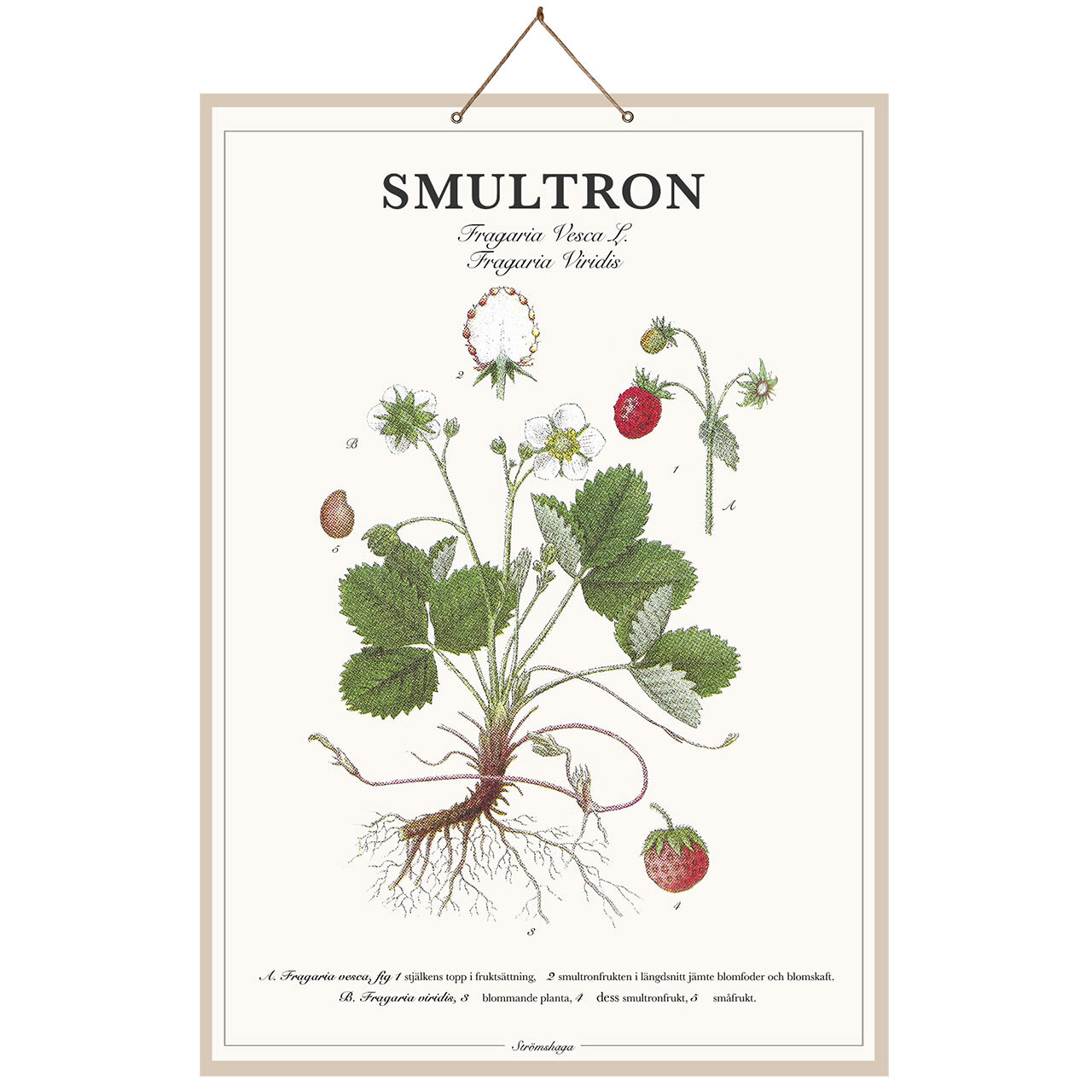 School Poster Wild Strawberry