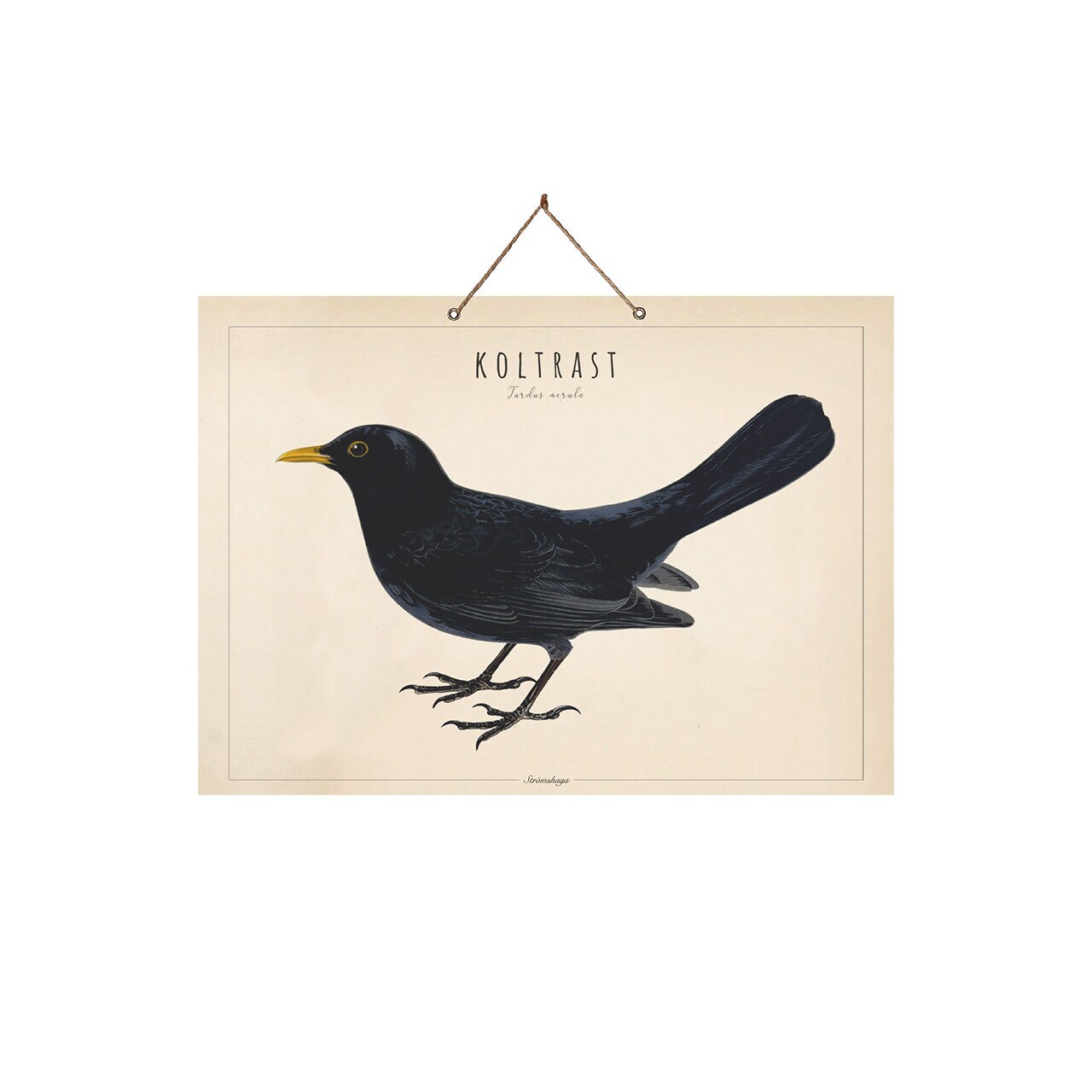 School Poster Blackbird