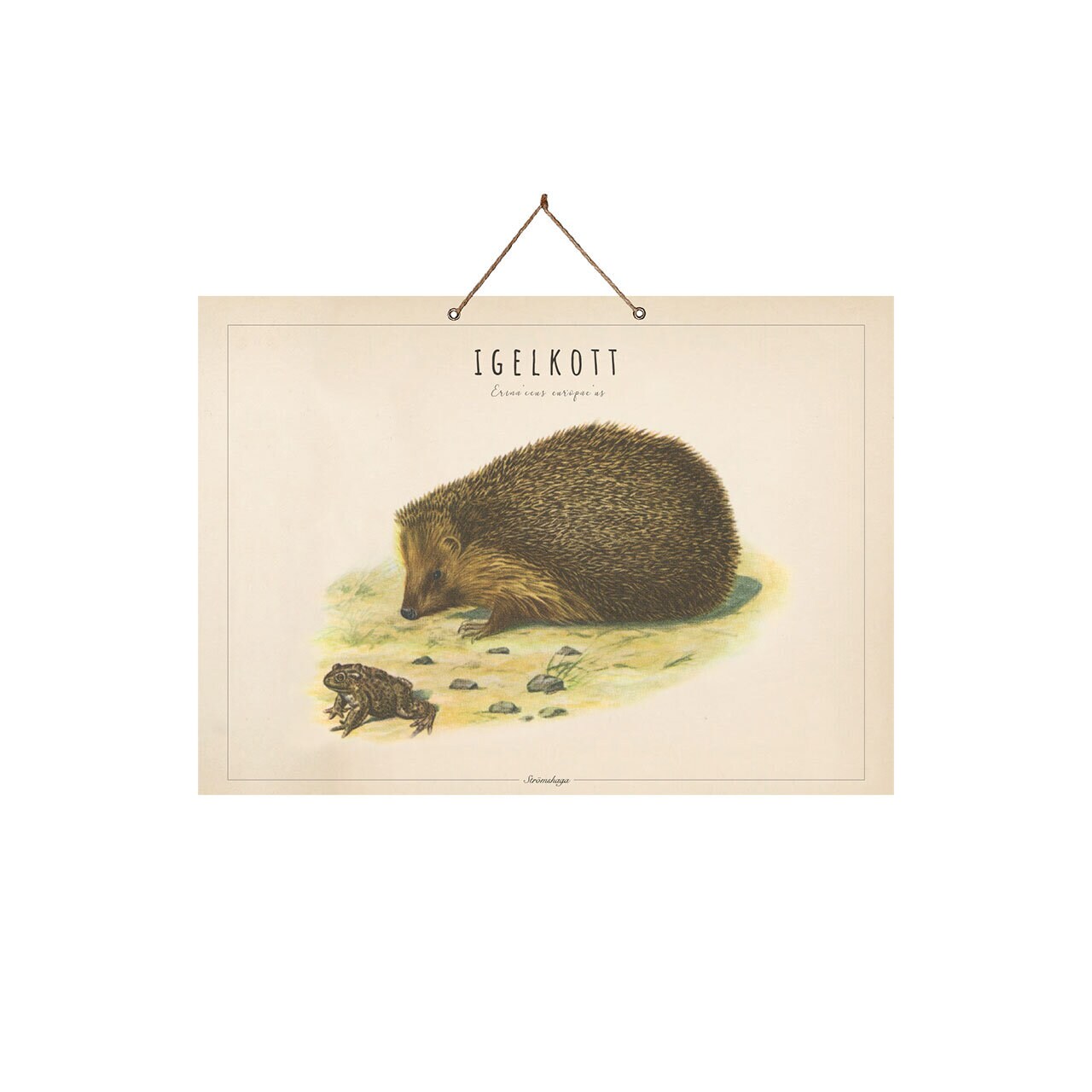 School Poster Hedgehog