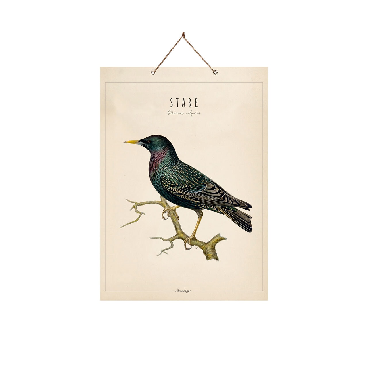 School Poster Starling