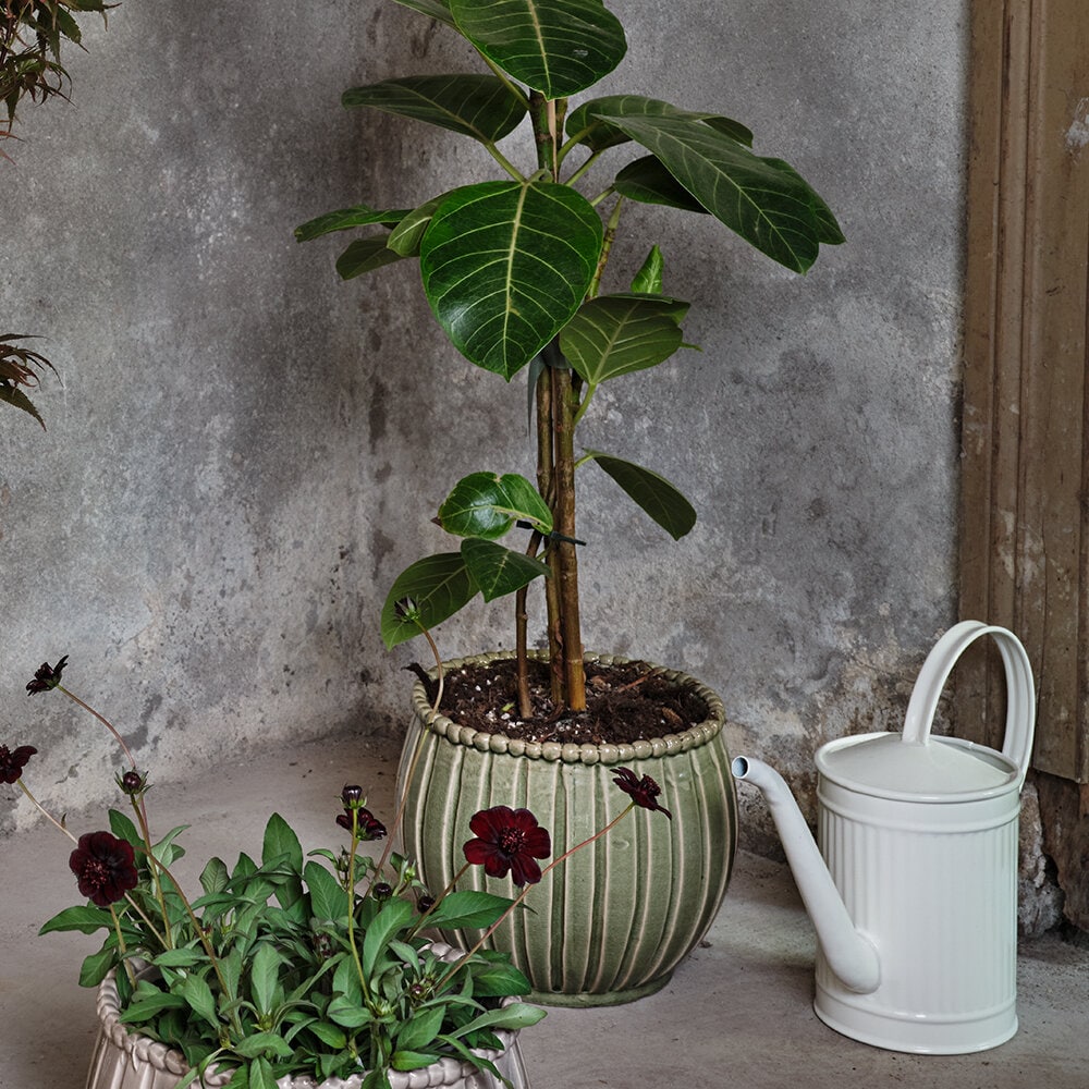 Watering Can Hugo White