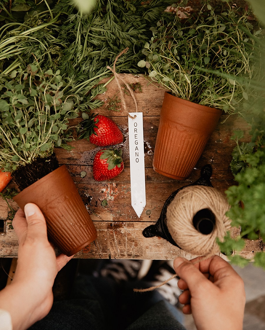 Planter Stick Oregano