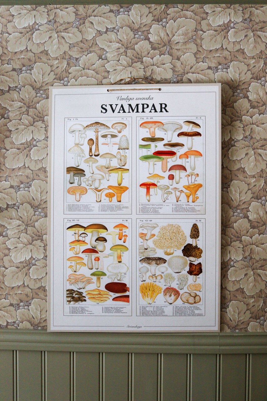 Skolplansch Svampar