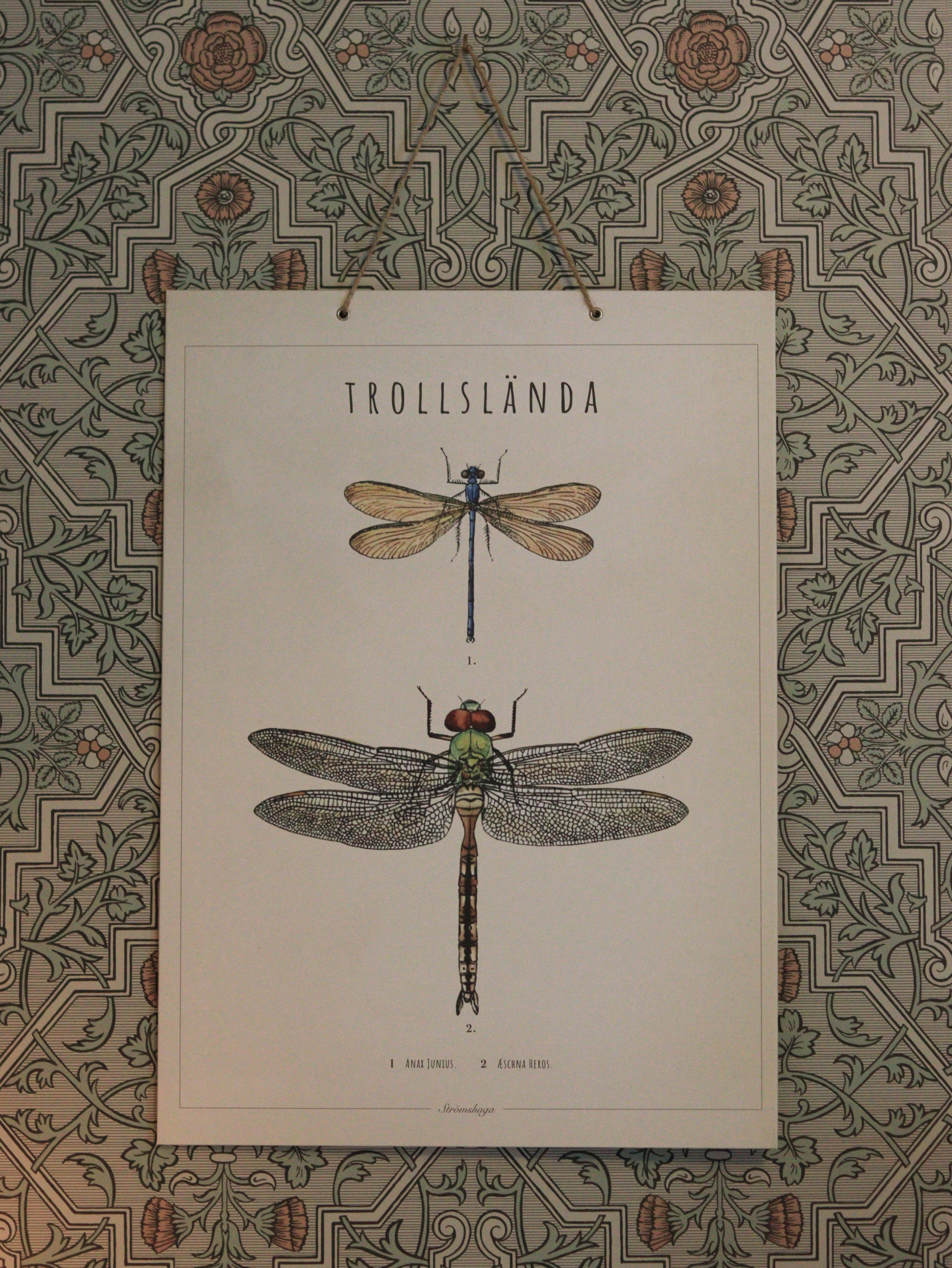 School Poster Dragonfly
