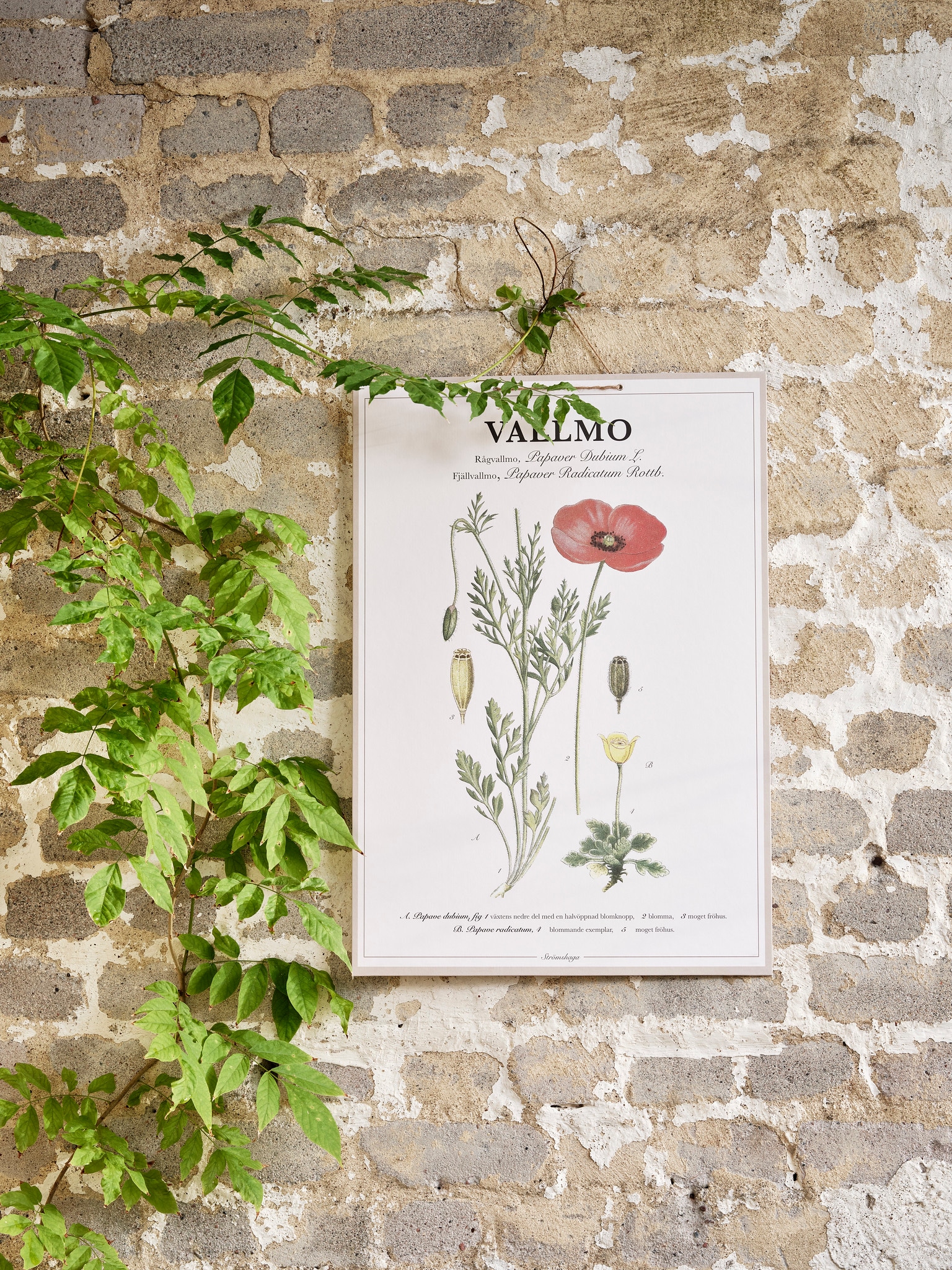 Poster Poppy